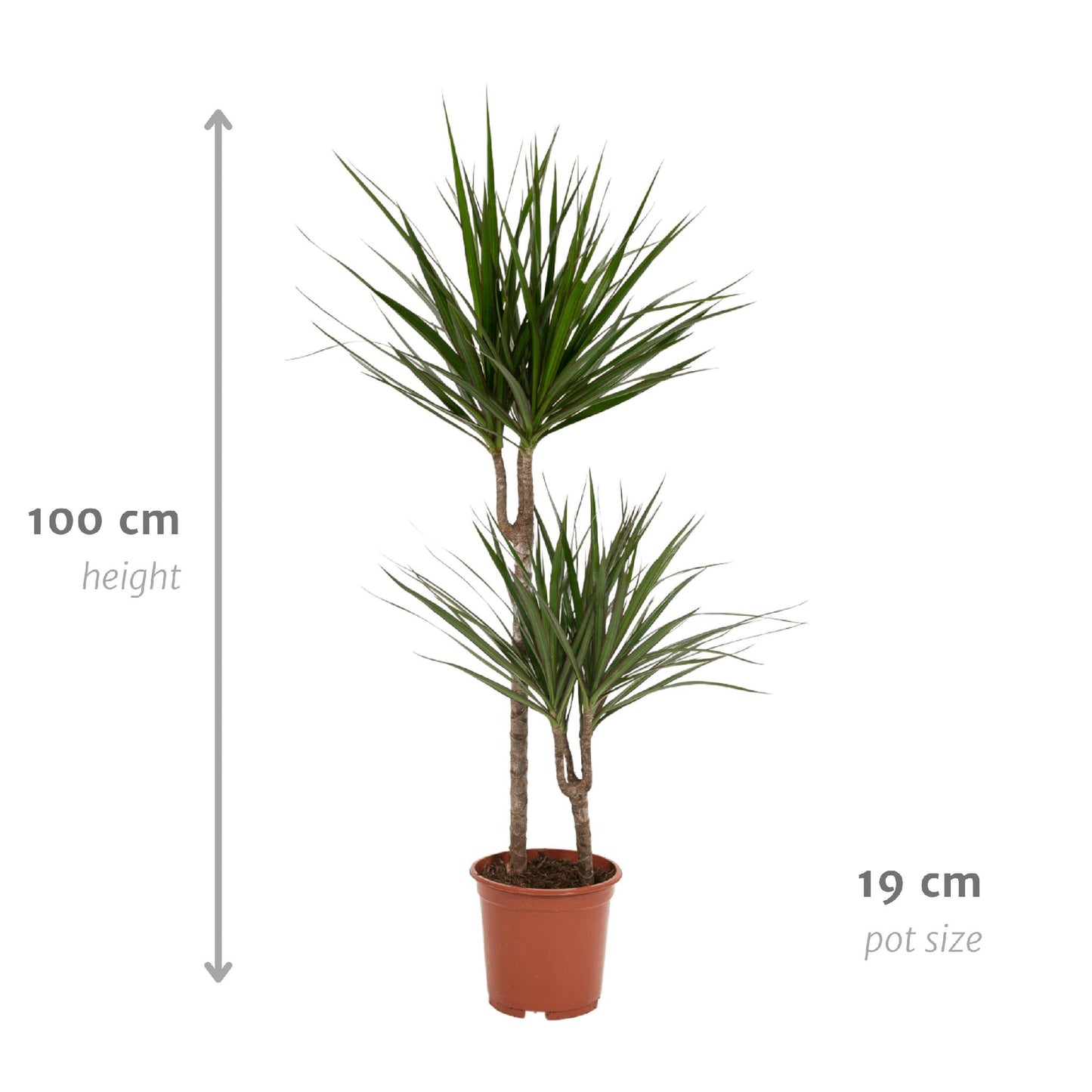 Dracaena Marginata - Hoogte 100 cm - Potmaat 19 cm