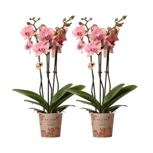 COMBI DEAL of 2 Orchids - Pirate Picotee - Pot Size 12cm