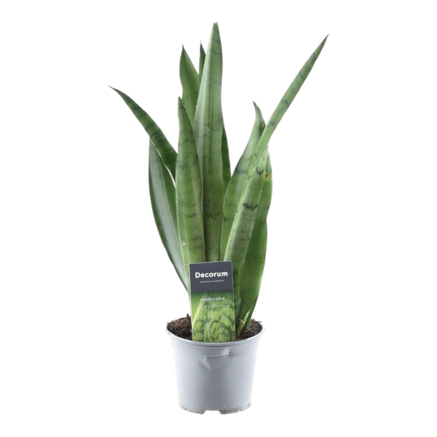 Sansevieria Menta Verde - 45 cm - 12 cm