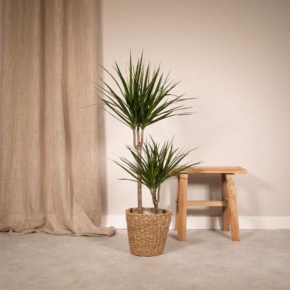 Dracaena Marginata - Hoogte 100 cm - Potmaat 19 cm