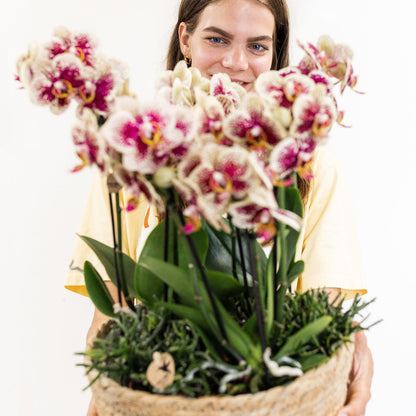 Cuenco de orquídea con depósito de agua y mechas - 25 cm