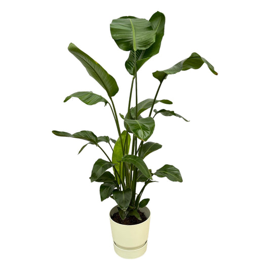 Strelitzia Nicolai + Elho Greenville Round white - 160 cm - 30 cm