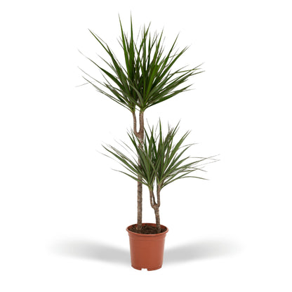 Dracaena Marginata - Hoogte 100 cm - Potmaat 19 cm