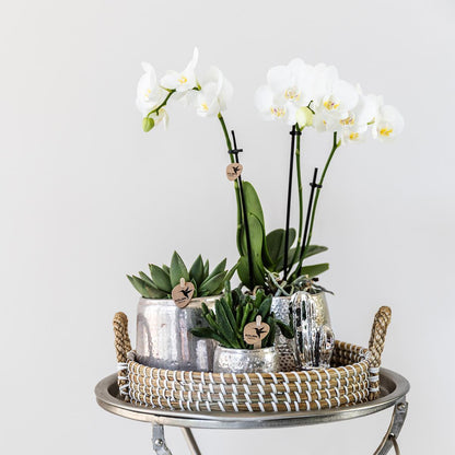 Geschenkset Silver Splendor - Witte Phalaenopsis Orchidee met Vetplanten incl. keramische potten