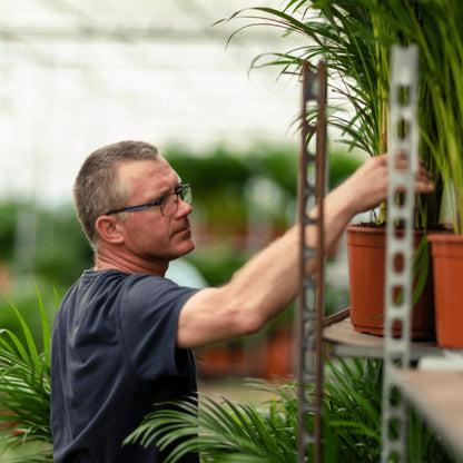 Dracaena Marginata - Hoogte 100 cm - Potmaat 19 cm