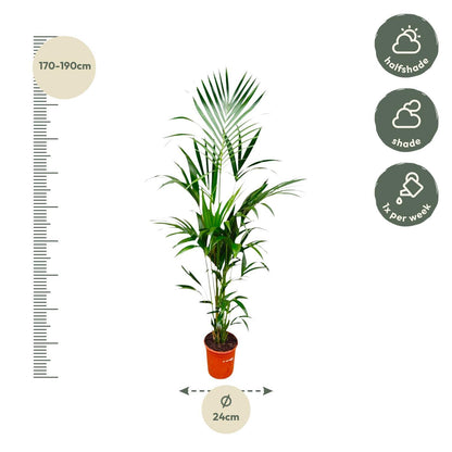 Kentia Palmboom - Hoogte 180cm - Potmaat 24