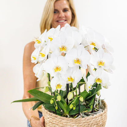 White Mono Orchid Set in Cotton Basket + Self-Sustaining Water Reservoir