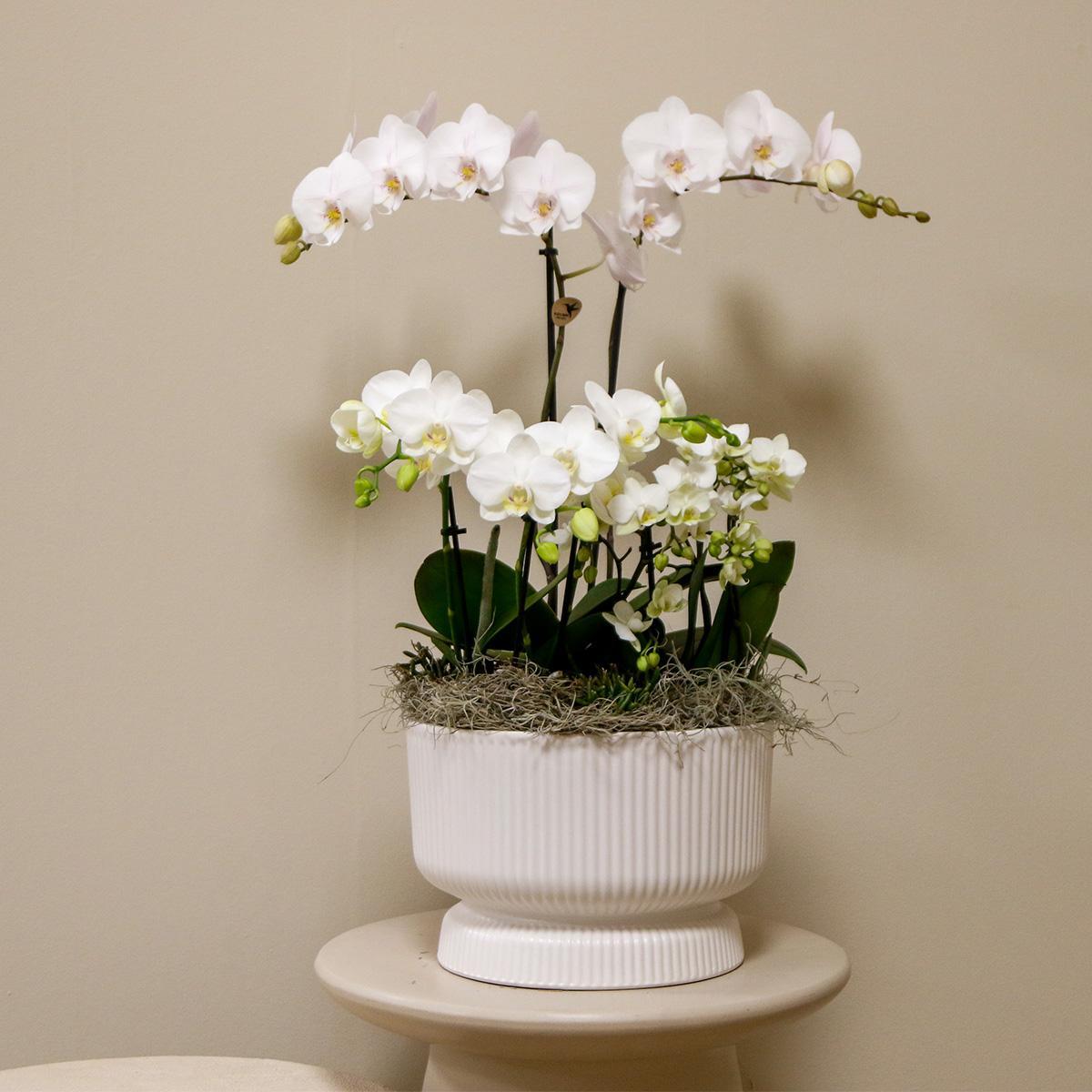 White Orchids Set and 3 Green Plants + Field Bouquet White with Self-Sustaining Water Reservoir