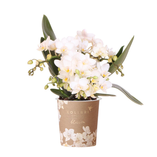 Witte Orchidee - Potmaat 9cm