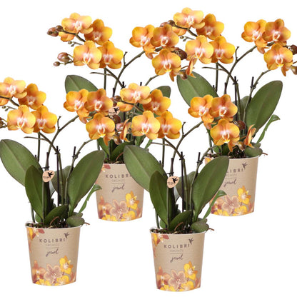 COMBI DEAL of 4 Orchids - Las Vegas - Pot Size 12cm