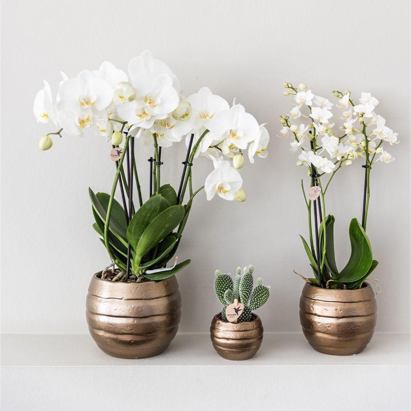 Gift set Home Hub - Set of Orchids en Succulents incl. Ceramic Pots