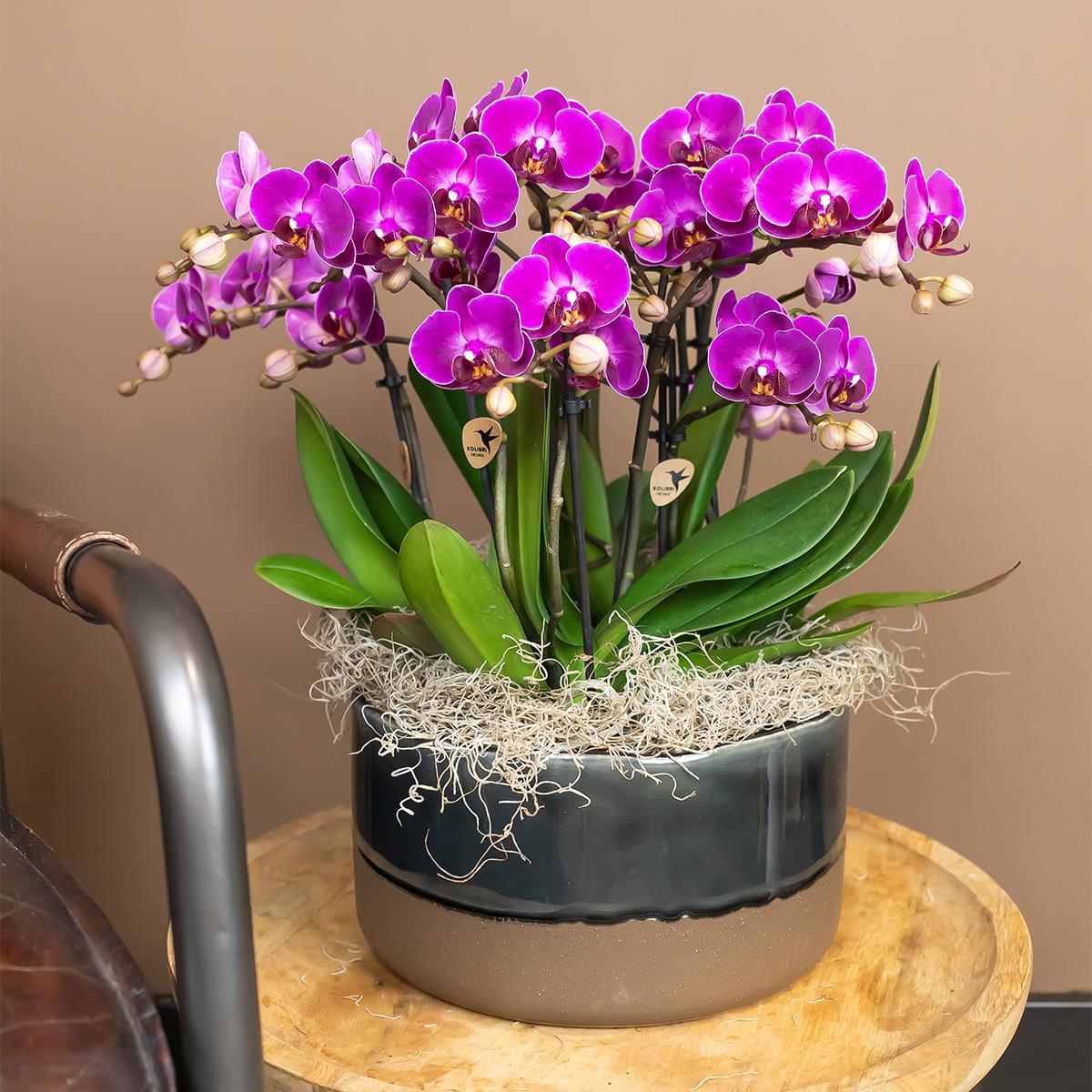 Purple Orchid - Morelia - pot size 9cm