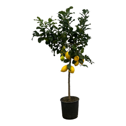 Citrus Lemon tree - 150 cm - 24cm