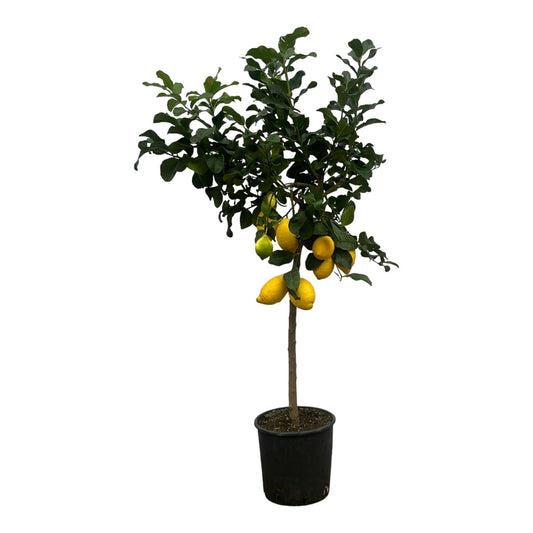 Citrus Citroenboom - 150 cm - 24cm