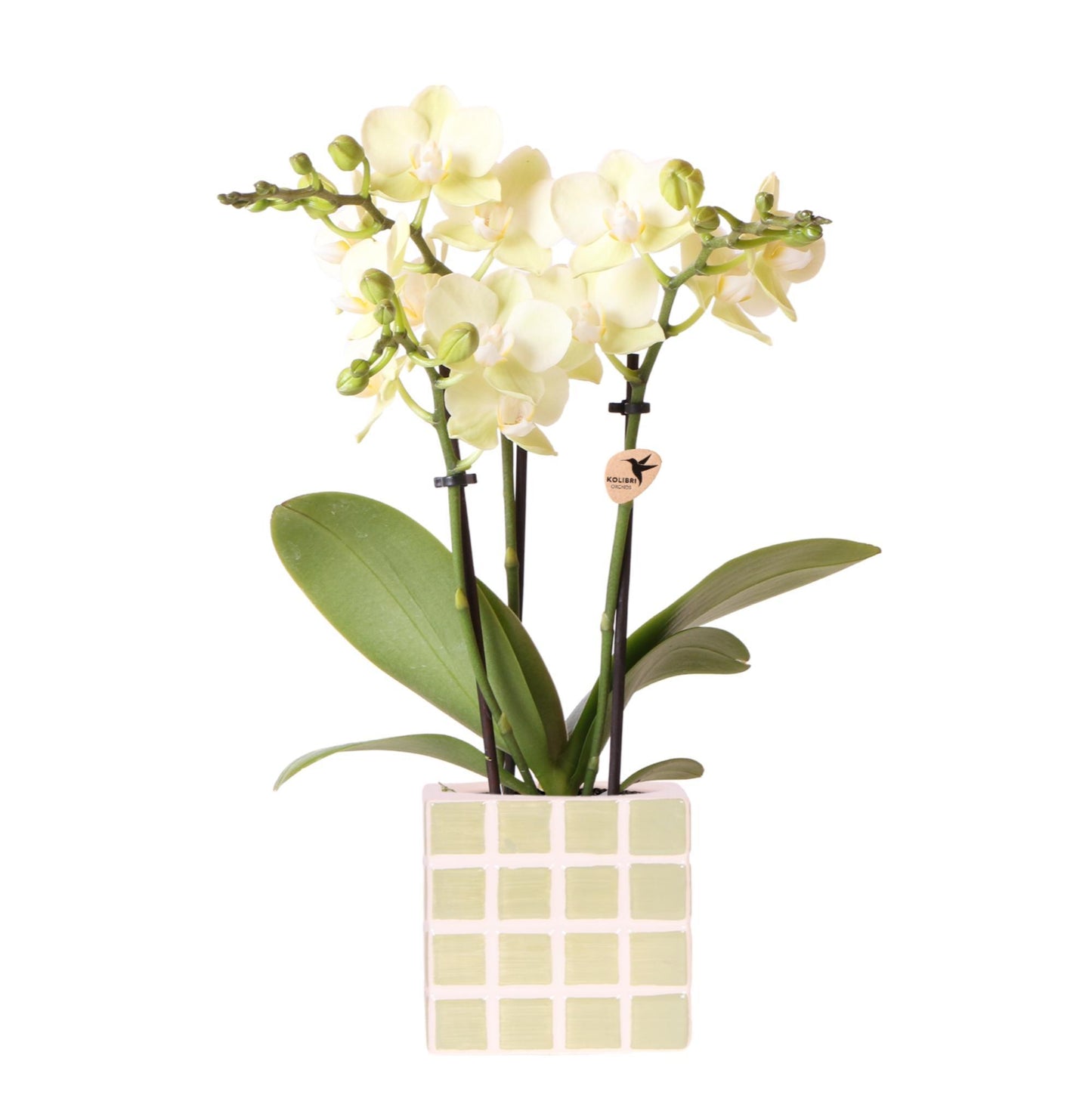 Gele Orchidee Mexico + Groene Mosa Pot - Potmaat 9cm