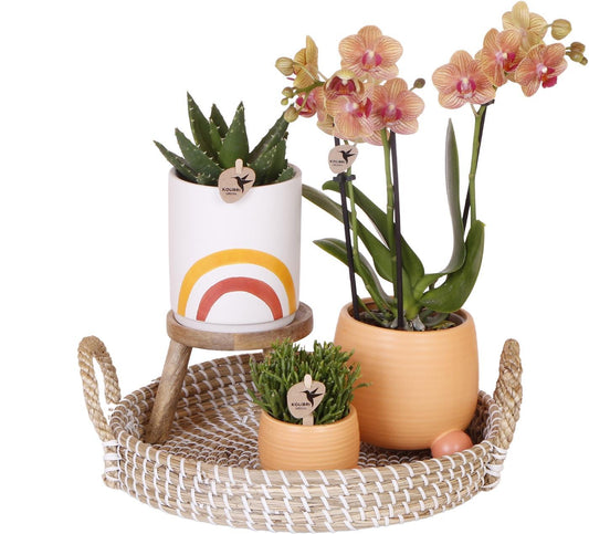 Complete Plant Set Happy - Green Plant Set with Orange Orchid incl. Ceramic Pots