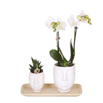 Inner Retreat Set - | White Orchids Amabilis pot 9cm en plant Rhipsalis 6cm and Bamboo plate oval | incl. ceramic potsn