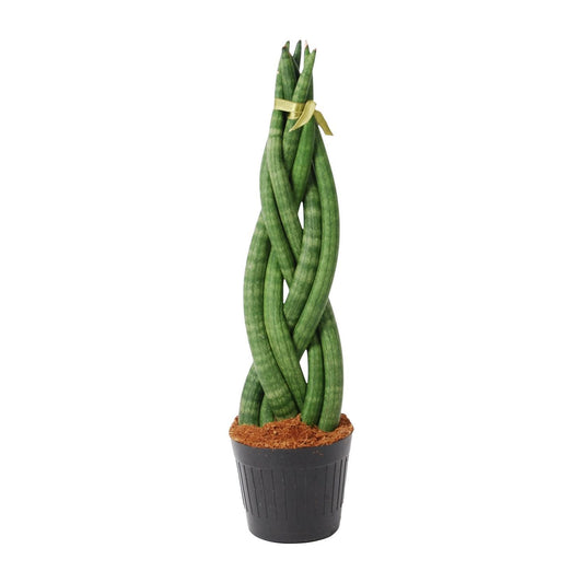 Sansevieria cylindrica 'Twist' - 40 cm - 10,5 cm