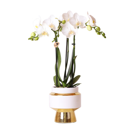 Witte Orchidee – Amabilis + Le Chic Sierpot Goud – Potmaat 9cm – 40cm 