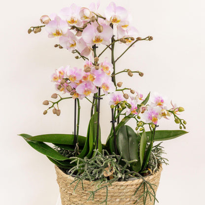 Orchid Bowl Inlay with Reservoir + Wicks - 25cm - Inlay 1x12 + 2x9 - Field Bouquet + 3x Water Wicks