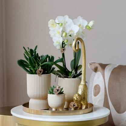 Geschenkset Luxury Living - Set Witte Phalaenopsis Orchideeën en Vetplanten incl. keramische potten