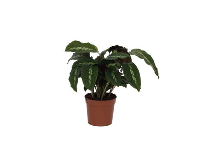 Calathea Maui Queen - 40 cm - 12cm