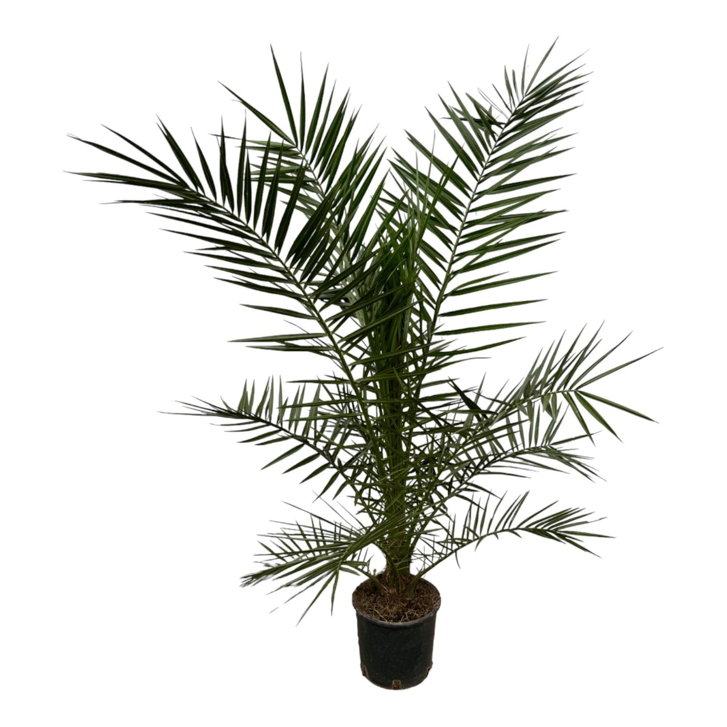 Phoenix Canariensis - 160 cm - 22 cm