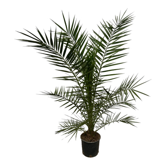 Phoenix Canariensis - 160 cm - 22 cm