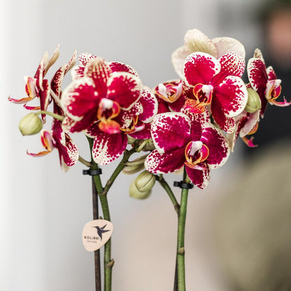 Yellow-red orchid - Spain + Bee pot - pot size 9 cm