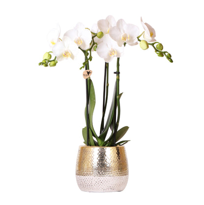 White Orchid Amabilis + Elite Gold Pot size 9cm – 40cm height