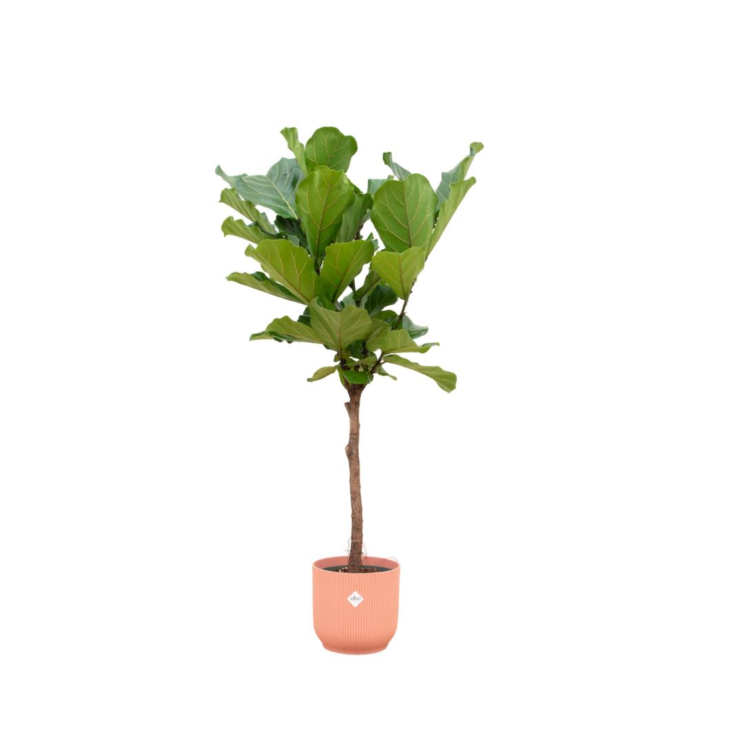 Ficus Lyrata stam + Elho Vibes Fold Round Rose - 160 cm - 30 cm