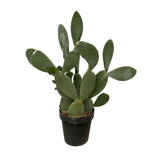 Opuntia Ficus Indica - 140 cm - 50cm