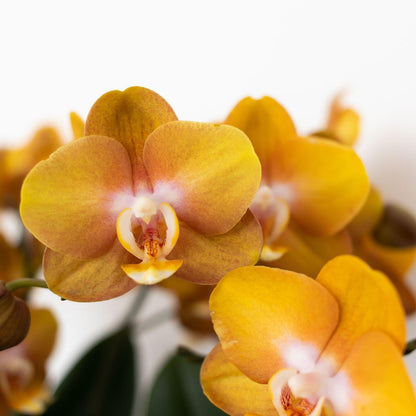 Golden Orange Orchid - Jewel Las Vegas - pot size 12cm