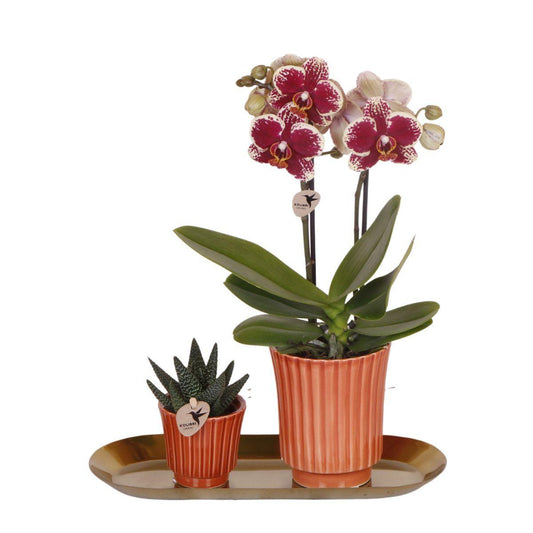 Plant Set Culture Cocktail Terracotta Small - Green Plants + Orchid in a Retro Terracotta Pots + Gold Tray