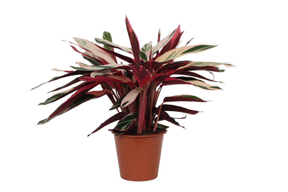 Calathea Triostar (Stromanthe) - Height 80 cm - Pot size 19 cm