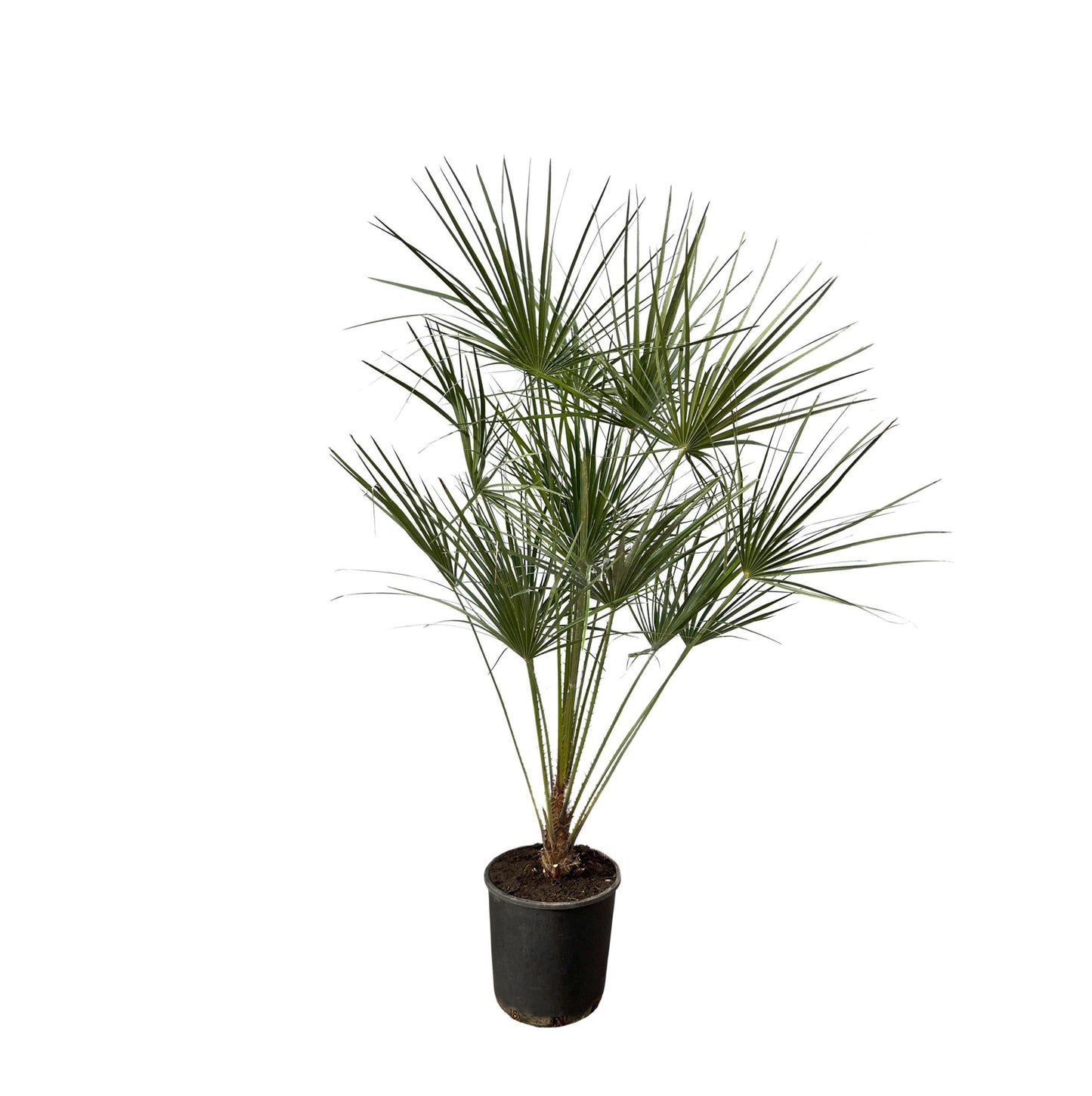 Chamaerops Humilis con tallo- 160 cm - 28 cm