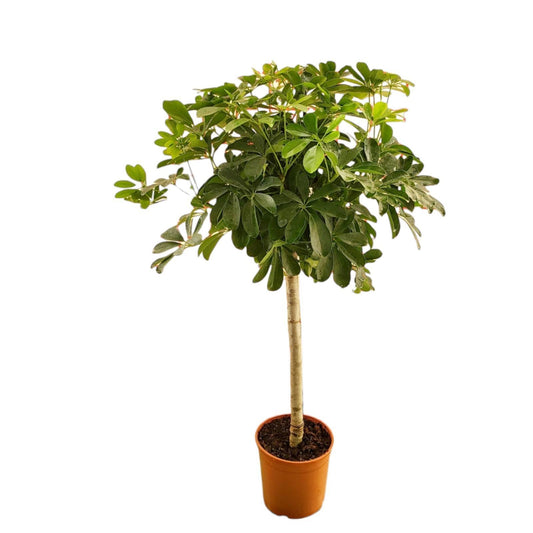 Schefflera op stam - 130 cm - 23