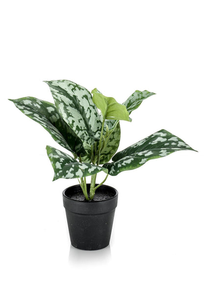 Artificial Plants - Scindapsus Pictus - Lucky plant - 30 cm