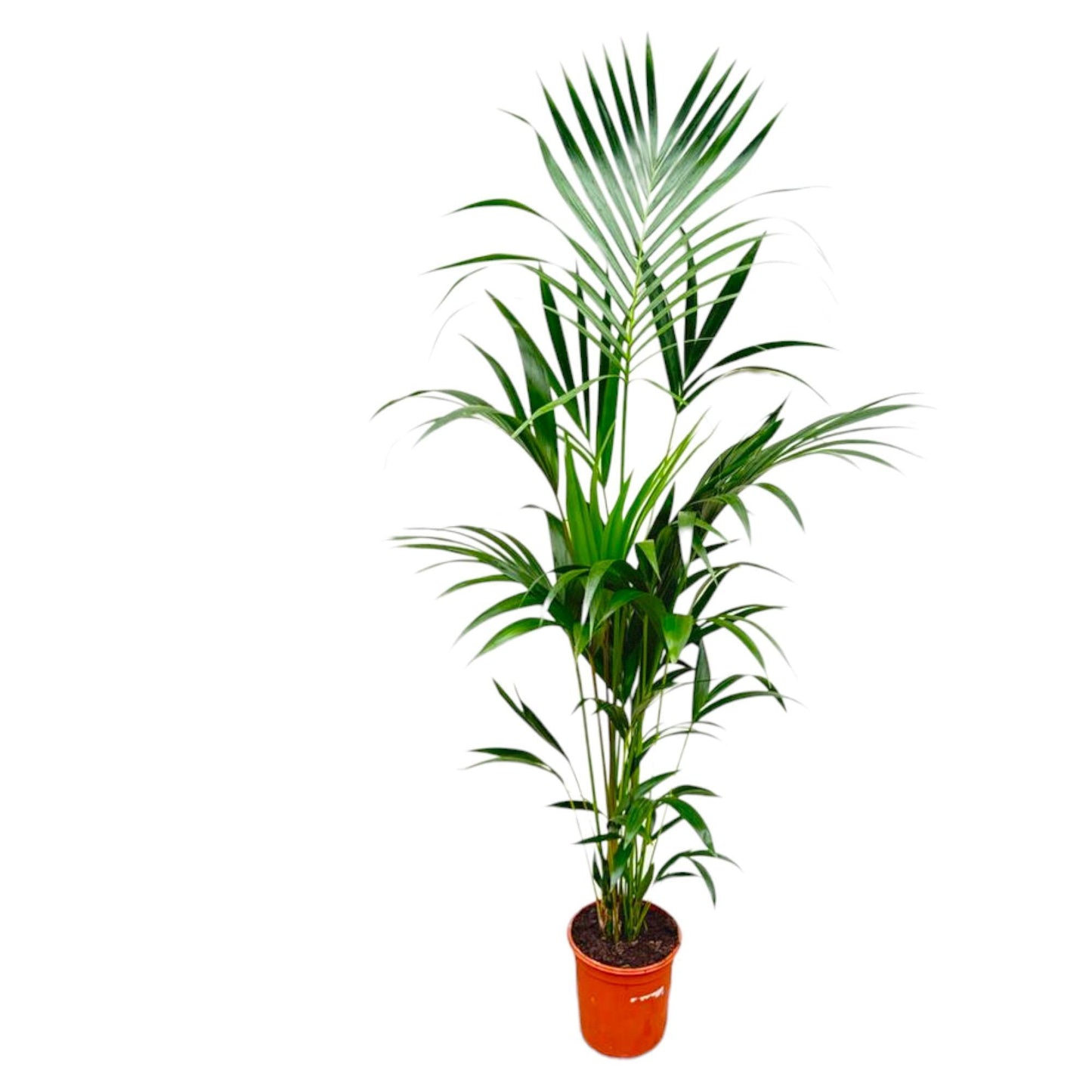 Kentia Palmboom - Hoogte 180cm - Potmaat 24