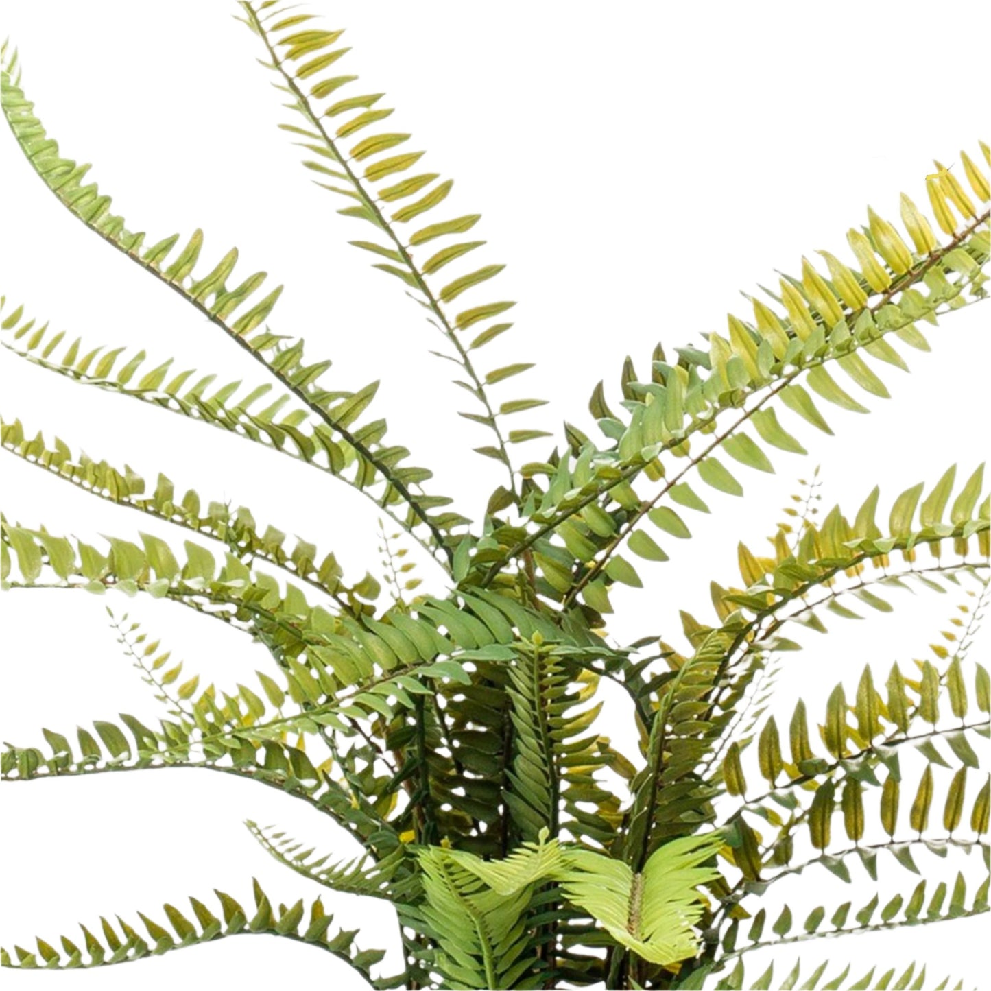 Artificial plant - Nephrolepis Exaltata - Boston Fern - 55 cm