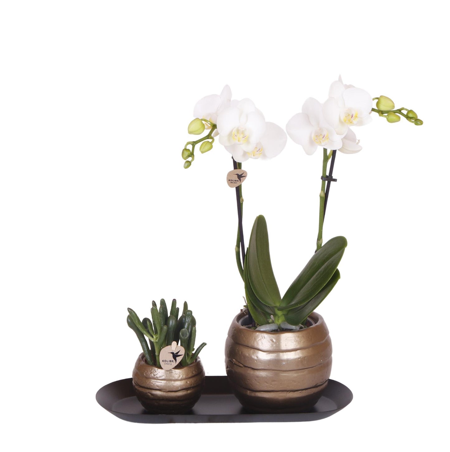 Plantenset Home Hub grijs klein - Groene planten + witte orchidee in koperkleurige sierpotten en zwarte schaal