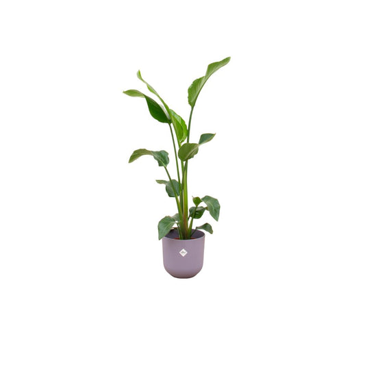 Strelitzia Nicolai + Elho Jazz Round lilac 23cm - 100 cm