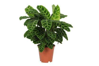 Calathea Zebrina - 80 cm - 19cm