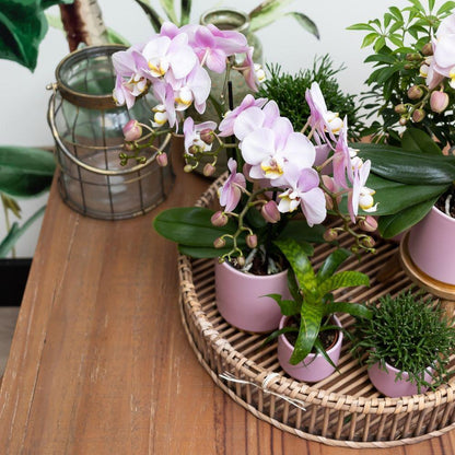 Complete Plantenset Goud Voet Roze - Groene Plantenset met Roze Orchidee incl. Keramische Potten en Accessoires