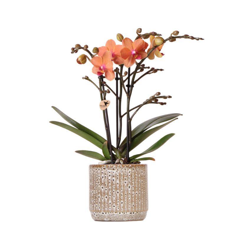 Orange Orchid Bolzano + Jaguar pot - pot size 9cm