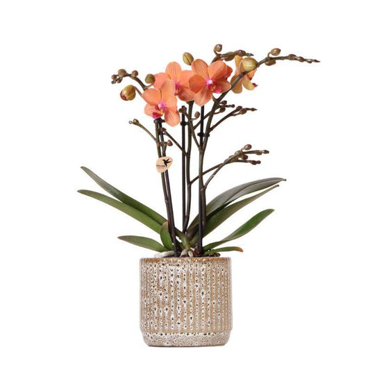 Orange Orchid Bolzano + Jaguar pot - pot size 9cm