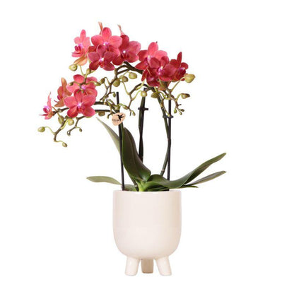 Rode Orchidee – Congo + Gummy Pot Travertijn – Potmaat 9cm – Hoogte 40cm