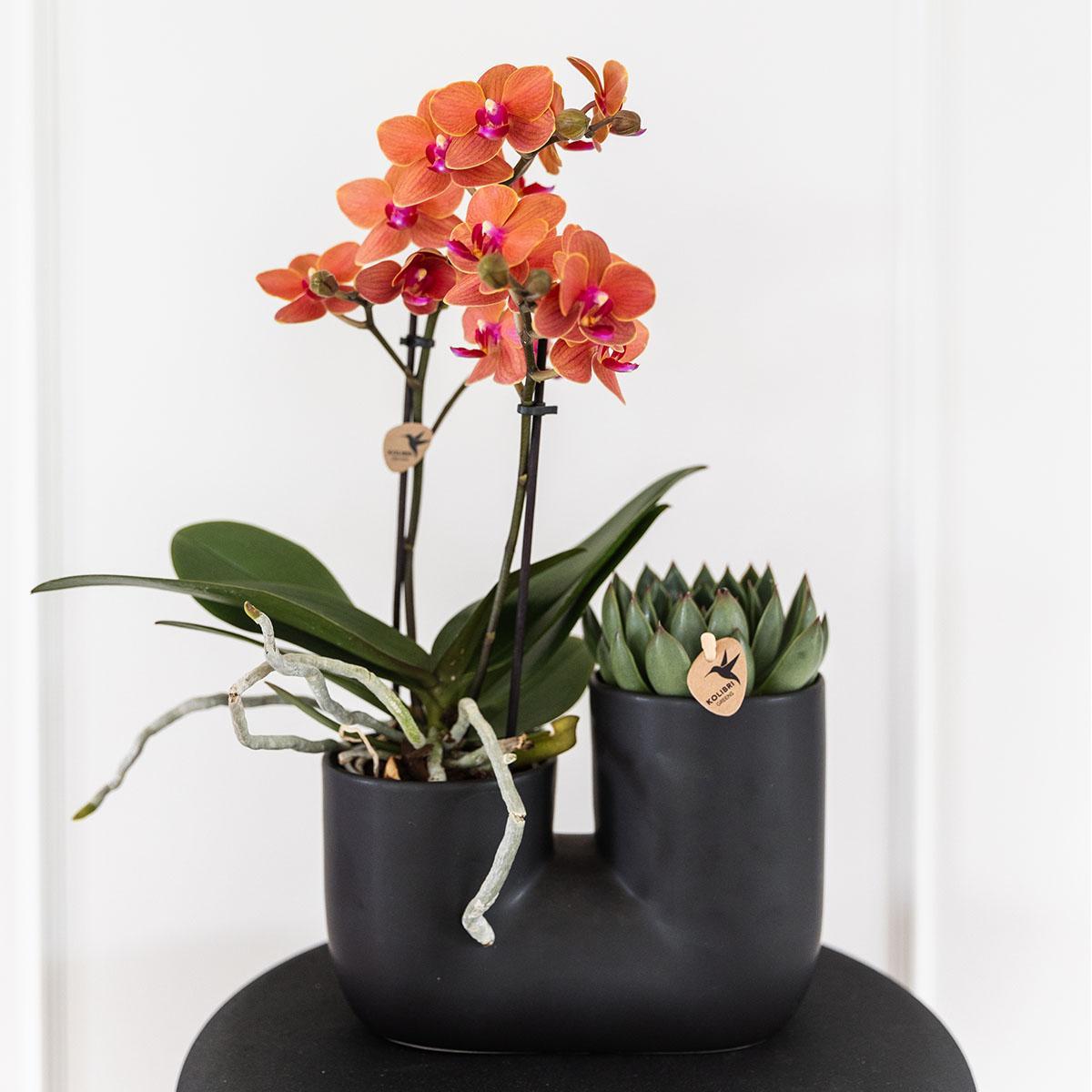 Set of Orange Orchid Bolzano and Succulent in Black Tube Pot - Pot Size 9cm