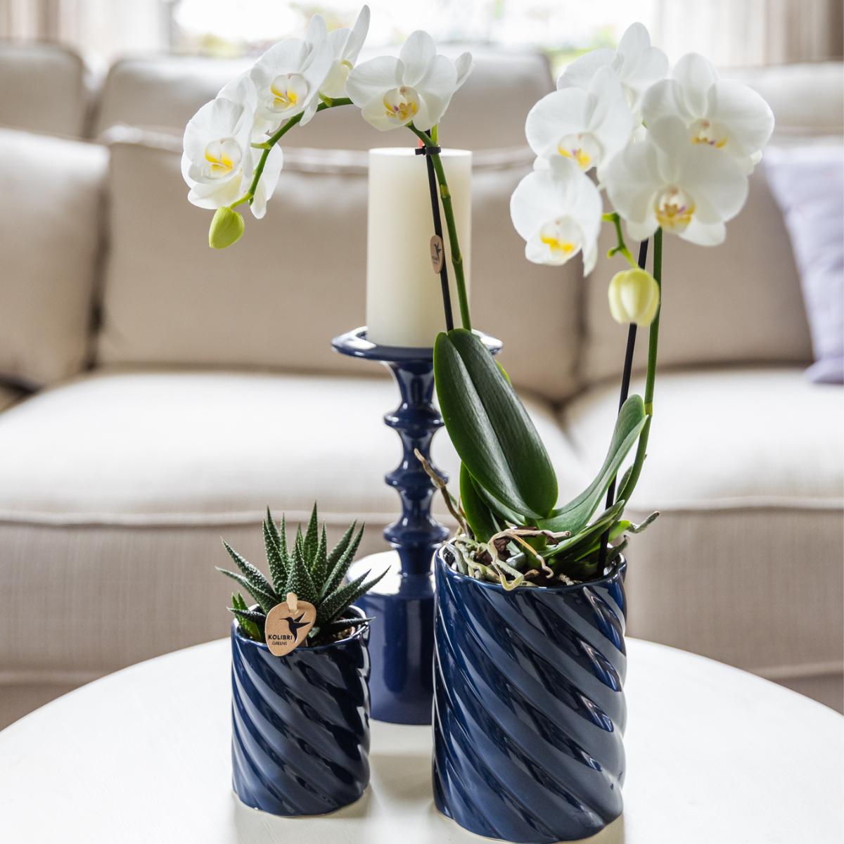 Set van witte Amabilis-orchideeën in snoepblauwe decoratieve potten - potmaat 9 cm en 6 cm