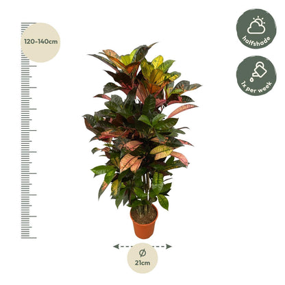 Codiaeum (Croton) Iceton vertakt - 130 cm - 21 cm